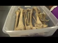 Expert gives insight on Elmore County skeletal remains