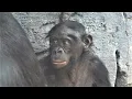 Download Lagu Bonobos at Jacksonville Zoo