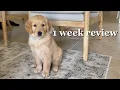 Life with a Puppy
