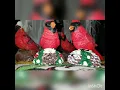 Gemmy Singing Bird Collection update