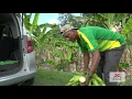 Download Lagu Sarwan Ramdhani - 3e prijs award duurzaamste mkb-landbouwer 2020 van Suriname
