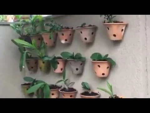 ORQUÍDEAS COMO CUIDAR QUANDO ADOECEM