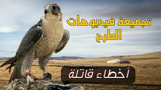 صيد الصقور و الشاهين أخطاء قاتلة أثناء صيد الصقور دندنها