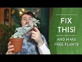 How to Propagate Echeveria and Fix Leggy Plants Step-by-Step