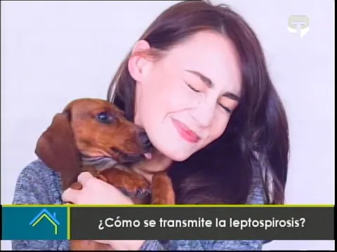 ¿Cómo se transmite la leptospirosis?
