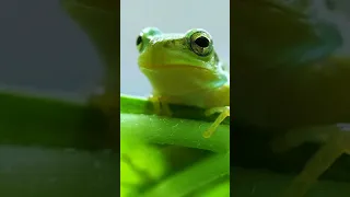 best nature whatsapp status jungle all wild animal u0026 birds full screen hd videos