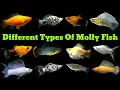 Download Lagu 14 Jenis Ikan Molly Terbaik