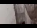 Cat in Blender Full
