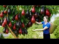 Download Lagu Harvesting Tons Of Ripe Avocados \u0026 Selling Out Fast At The Village Market | Amazing Farm Life