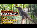 Download Lagu Cara Merawat Burung CUCAK KELING 🐦