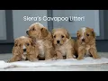 Siera s Beautiful Cavapoo Litter