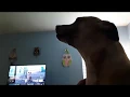 Howlception