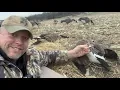 BANDED GOOSE JTR Motion Decoys LATE Season Hunt