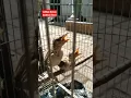 Download Lagu Anakan Burung Kerakbasi Besar \