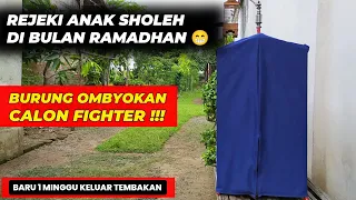 Download REJEKI BULAN RAMADHAN 😁 DAPAT OMBYOKAN SUPER PROSPEK CALON FIGHTER❗ MP3