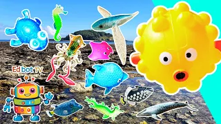 Sea Animal Names | Kids Learn by the Island: Pufferfish Flying Fish Sea Dragon Jellyfish Boxfish