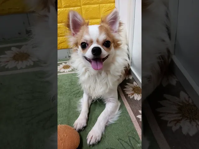 動画