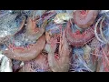 Download Lagu menjaring udang lagi,,Alhamdulillah hasil nya memuaskan.