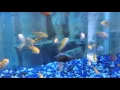 Trip to Wet pets Dothan al