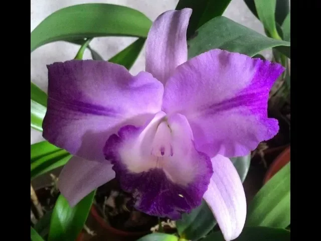 ORQUÍDEA CATTLEYA BLUE BOY X NOBILES BLUE SKY ADULTA