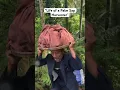 Download Lagu Life of a Palm Sap Harvester