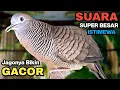 Download Lagu Perkutut Lokal GACOR Suara Kung Besar Pancingan Burung Perkutut Agar Bunyi.