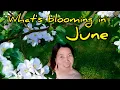 What s blooming in late Spring Flowers