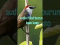 Download Lagu audio Pikat burung kaso kaso #kasokaso #pikatburung