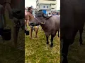 Lagu goro goro o goro #cow #eid mubarak #shortvideo