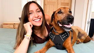 Harlem ahora tiene 3 patas, amputación de pata, ¿osteosarcoma en perros? | Roenlared