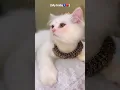 Download Lagu Love wrapped in fur 🌼 #love  #massy #mew #viral #baby #cutecatcrew #cute #baby #like #share