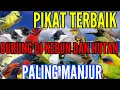 SUARA PIKAT SEMUA JENIS BURUNG KECIL DAN BESAR DI KEBUN DAN HUTAN PALING MANJUR