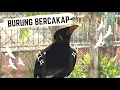 Lagu Burung Tiong Mas Cakap 'Assalamualaikum' || Amazing Talking Hill Mynah Bird #tiongmas #hillmynabirds