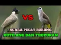 Download Lagu SUARA PIKAT BURUNG KUTILANG VS TRUCUKAN AMPUH