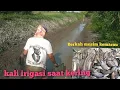 Download Lagu Mencari ikan di kali irigasi sawah yang mengering dapat banyak ikan gabus dan ikan nila