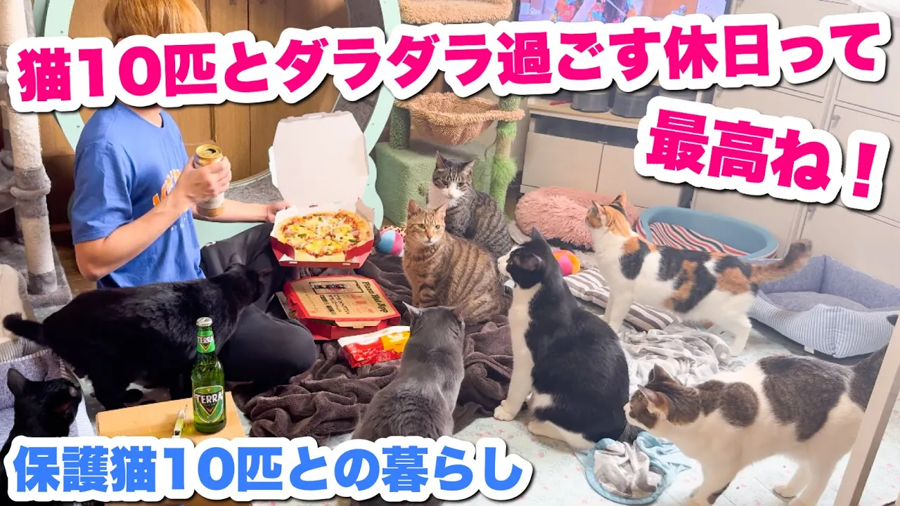 昼からビール飲みながら猫10匹とダラダラ過ごす休日って最高ね!【保護猫10匹多頭飼いの日常】