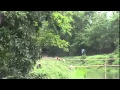 Download Lagu kampung tamiang tinggulun