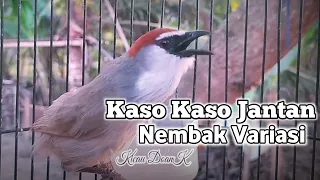 Download Kaso Kaso Jantan Gacor Nembak MP3