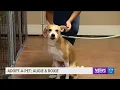 Adopt A Pet Augie and Roxie in Clarksville