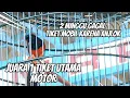 Lagu AKHIRNYA KETEMU 👉 JANGKRIK DI KURANGI SESUAI CUACA ‼️