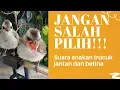 Download Lagu SUARA ANAKAN TRUCUK JANTAN DAN BETINA UMUR 15 HARI