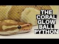 Morph Guide The Coral Glow Ball Python - Benjamin s Exotics