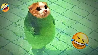Funny Animal Videos 🐱🐶 Funniest Cats and Dogs 2025 Compilation 😍🤣 #020
