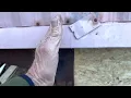 Mobile home exterior wall support and underpinning