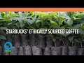 Follow Starbucks 15 Year Journey to 100 Ethically Sourced Coffee Conservation International