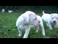 Dogo Argentino Puppies