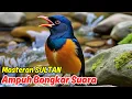 Download Lagu Pakai murai batu medan gacor full isian Ini, Dijamin masteran murai batu terbaik Bunyi Terus!