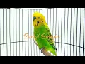 Lagu MASTERAN PARKIT GACOR ! full materi tembak beset crecet For murai C ijo anis kacer / Budgie Parakeet