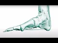 Download Lagu How Does the Foot Work? | Hands \u0026 Feet | BBC Studios
