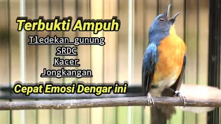 terbukti ampuh tledekan gunung srdc kacer jongkangan cepat emosi dengar ini